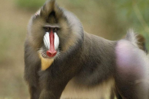 Зграї бабунів. Як спілкуватися мавп? Зграї бабунів. Як спілкуватися мавп?